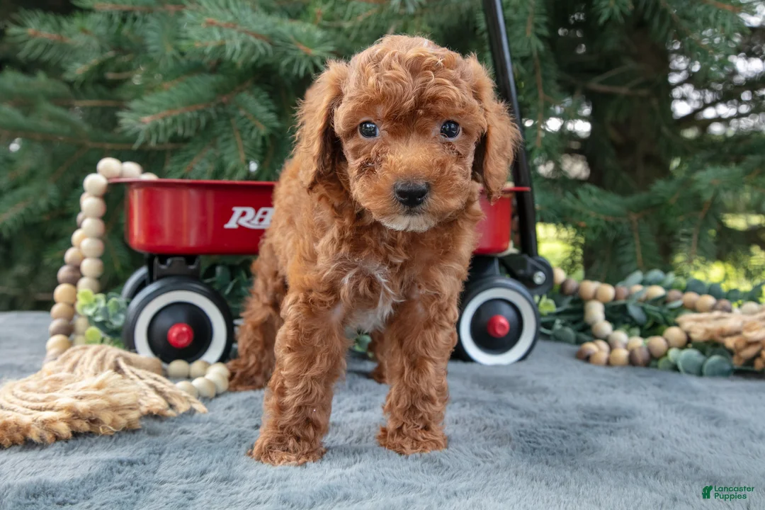 Mini Goldendoodle dogs for sale: Rusty - Ad 1