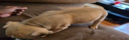 Mixed Breed dogs for sale: Mixed Breed 7 - Ad 1