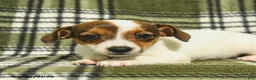 Jack Russell Terrier dogs for sale: Marley - Ad 3