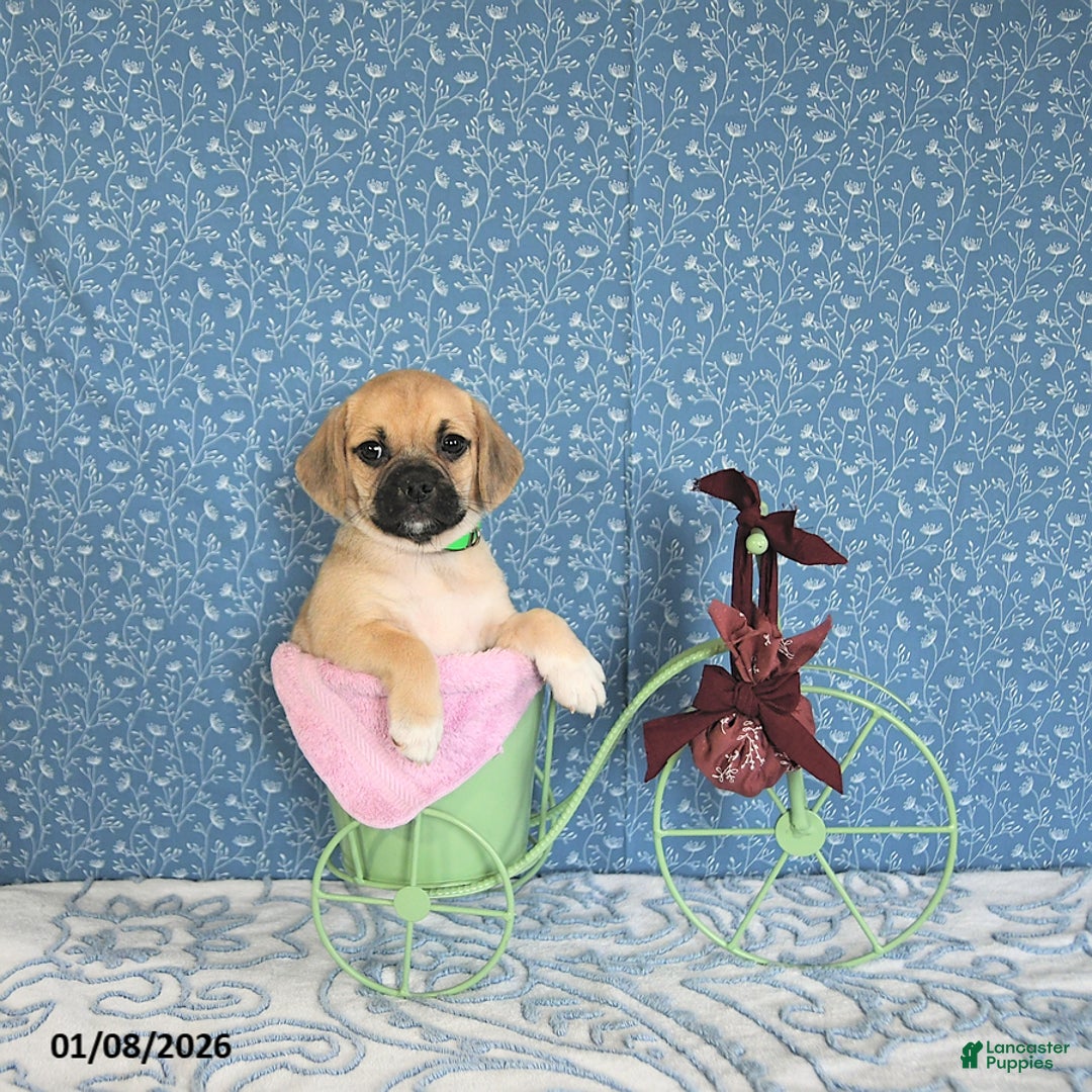 Puggle dogs for sale: Kolina - Ad 3