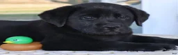 Labrador Retriever dogs for sale: Winston - Champ lines - Ad 1