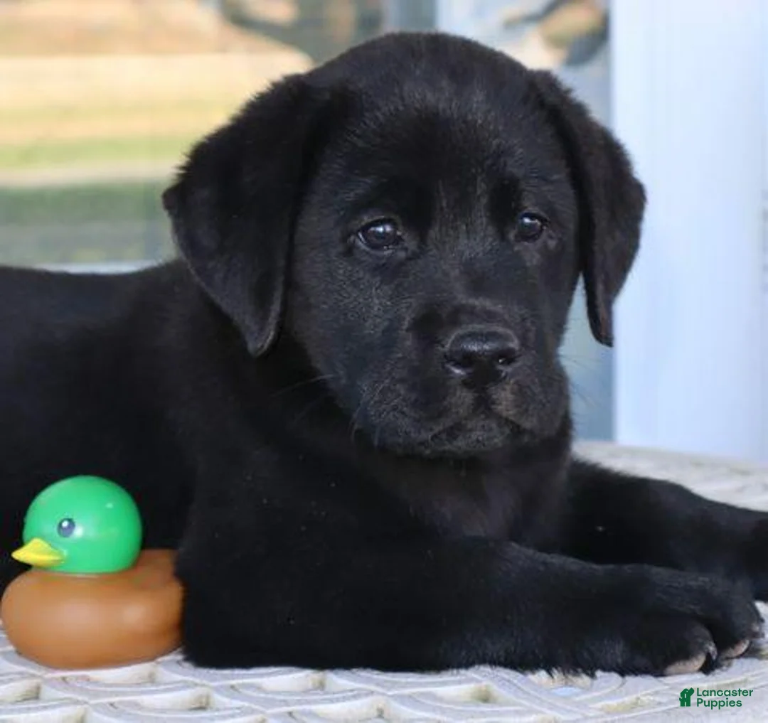 Labrador Retriever dogs for sale: Winston - Champ lines - Ad 1