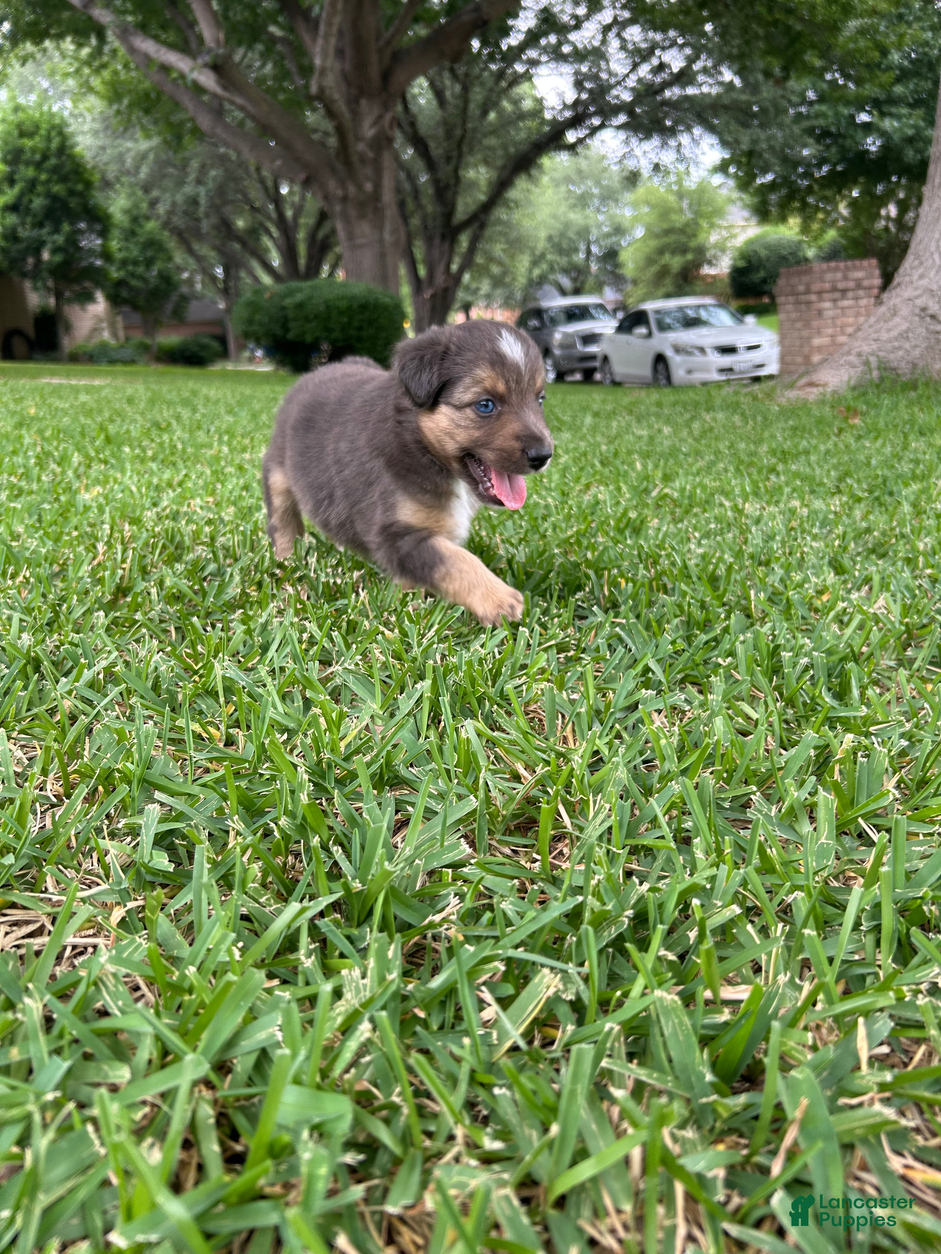 Miniature Australian Shepherd dogs for sale: Nixon - Ad 3
