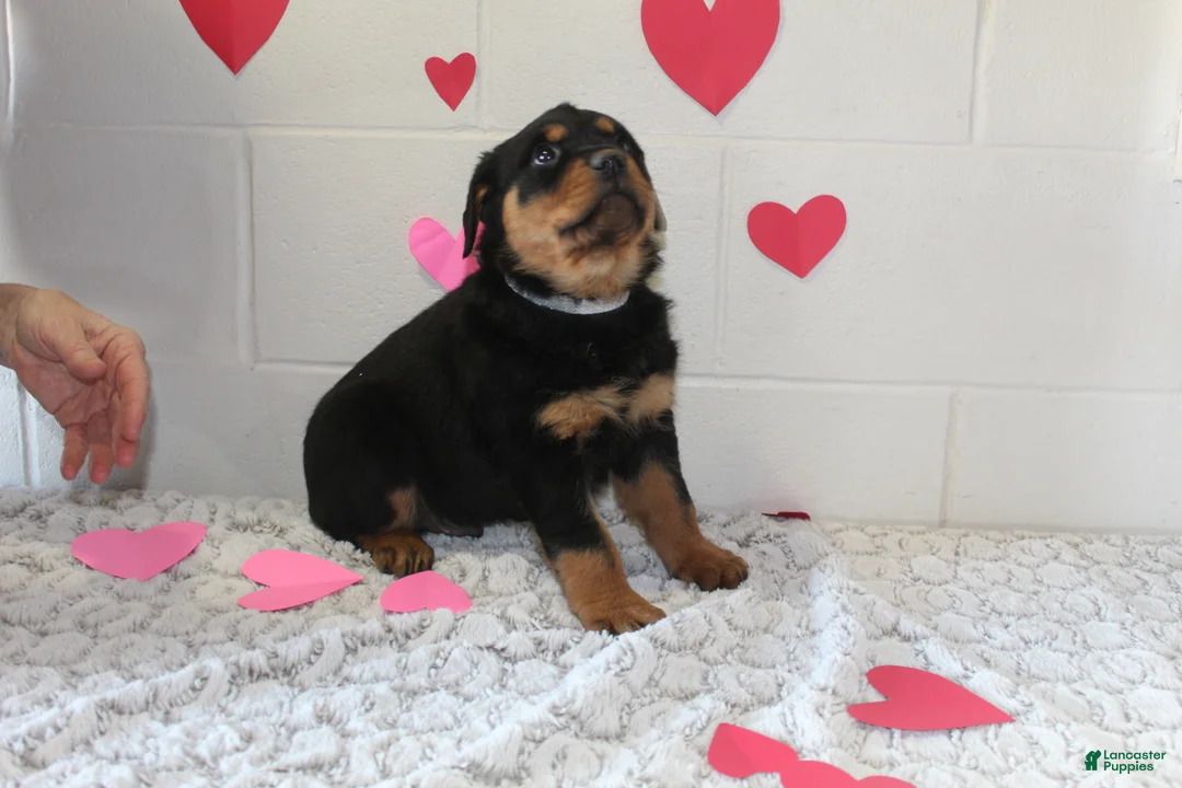 Rottweiler dogs for sale: Ted - Ad 5