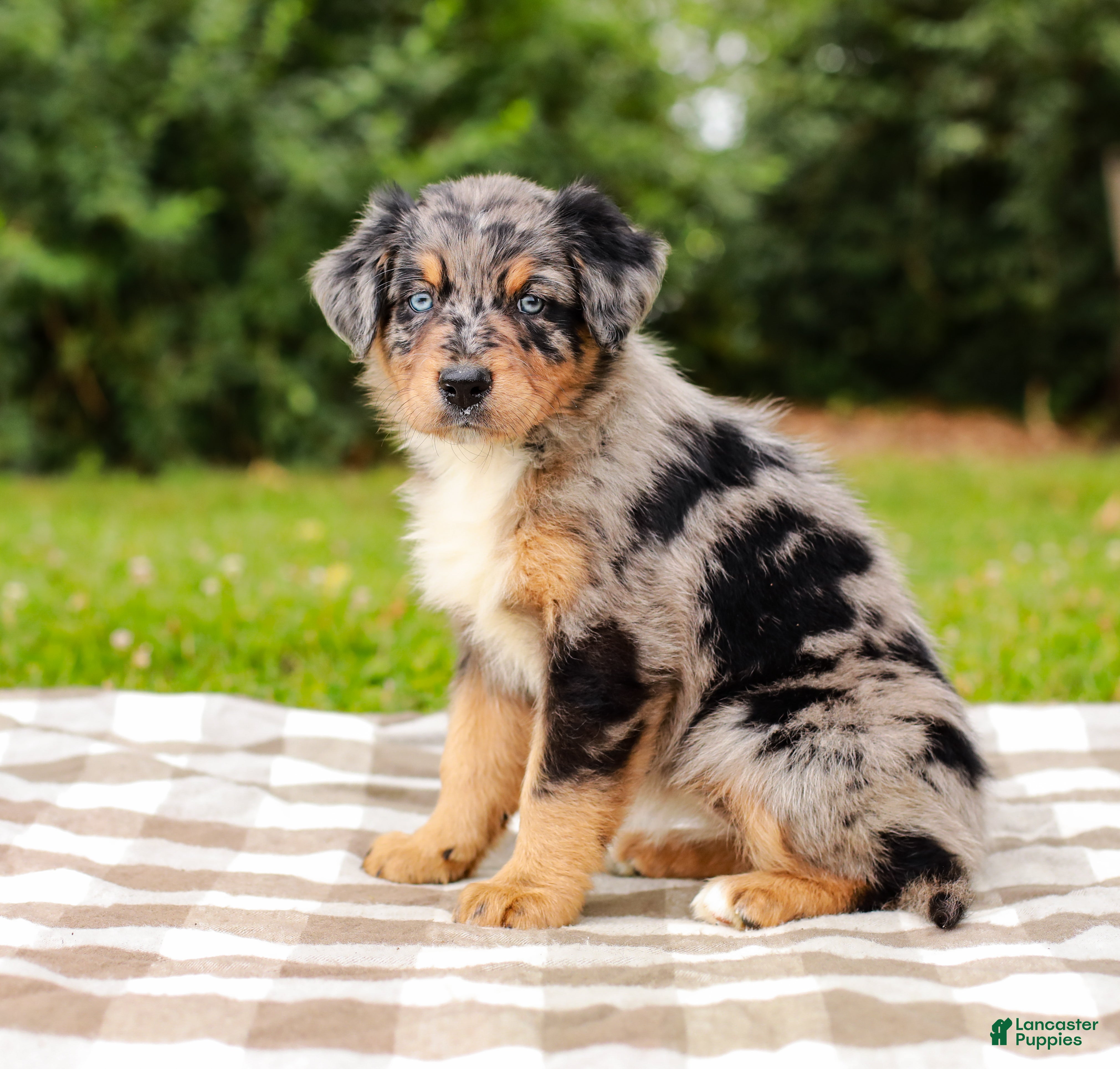 Aussiedoodle dogs Bailey Standard Sized - Ad 2