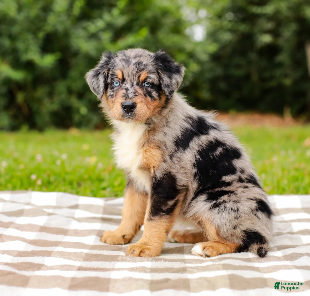 Aussiedoodle dogs for sale: Bailey Standard Sized - Ad 2