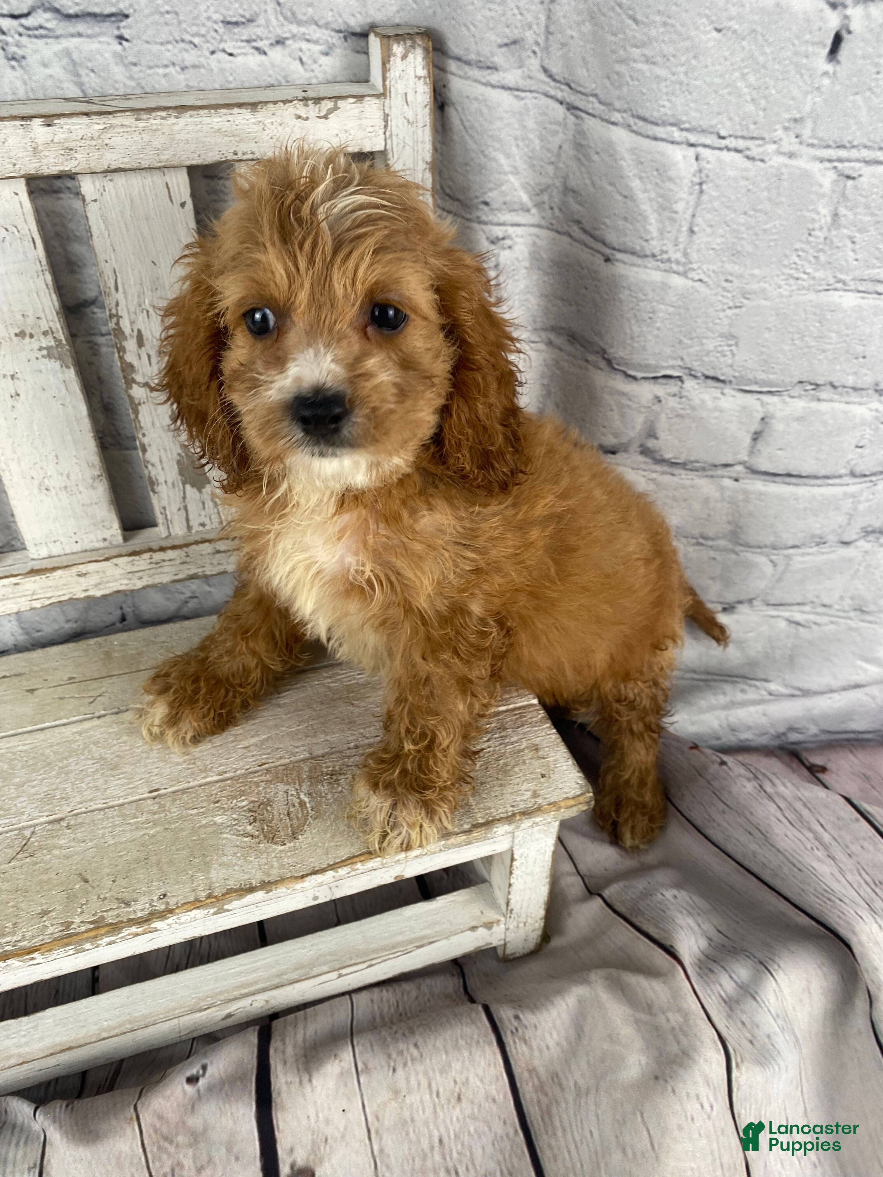 Cockapoo dogs Lottie - Ad 1
