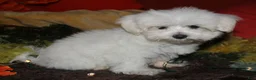 Maltese dogs for sale: Stumpy - Ad 5