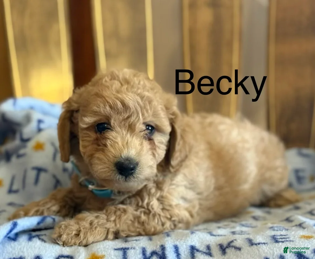 Bichpoo dogs for sale: Becky - Ad 1