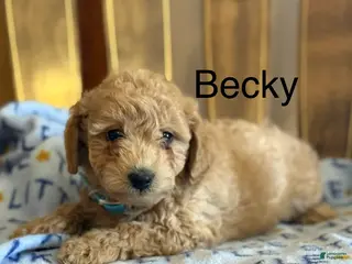 Bichpoo dogs Becky - Ad 10