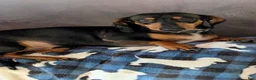 Miniature Dachshund dogs for sale: Miniature Dachshund 1 - Ad 3