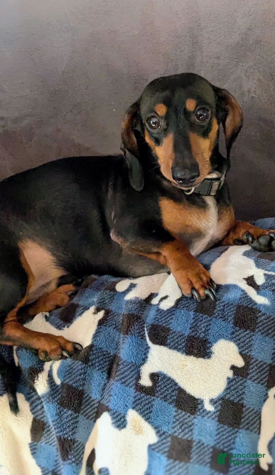 Miniature Dachshund dogs for sale: Miniature Dachshund 1 - Ad 3
