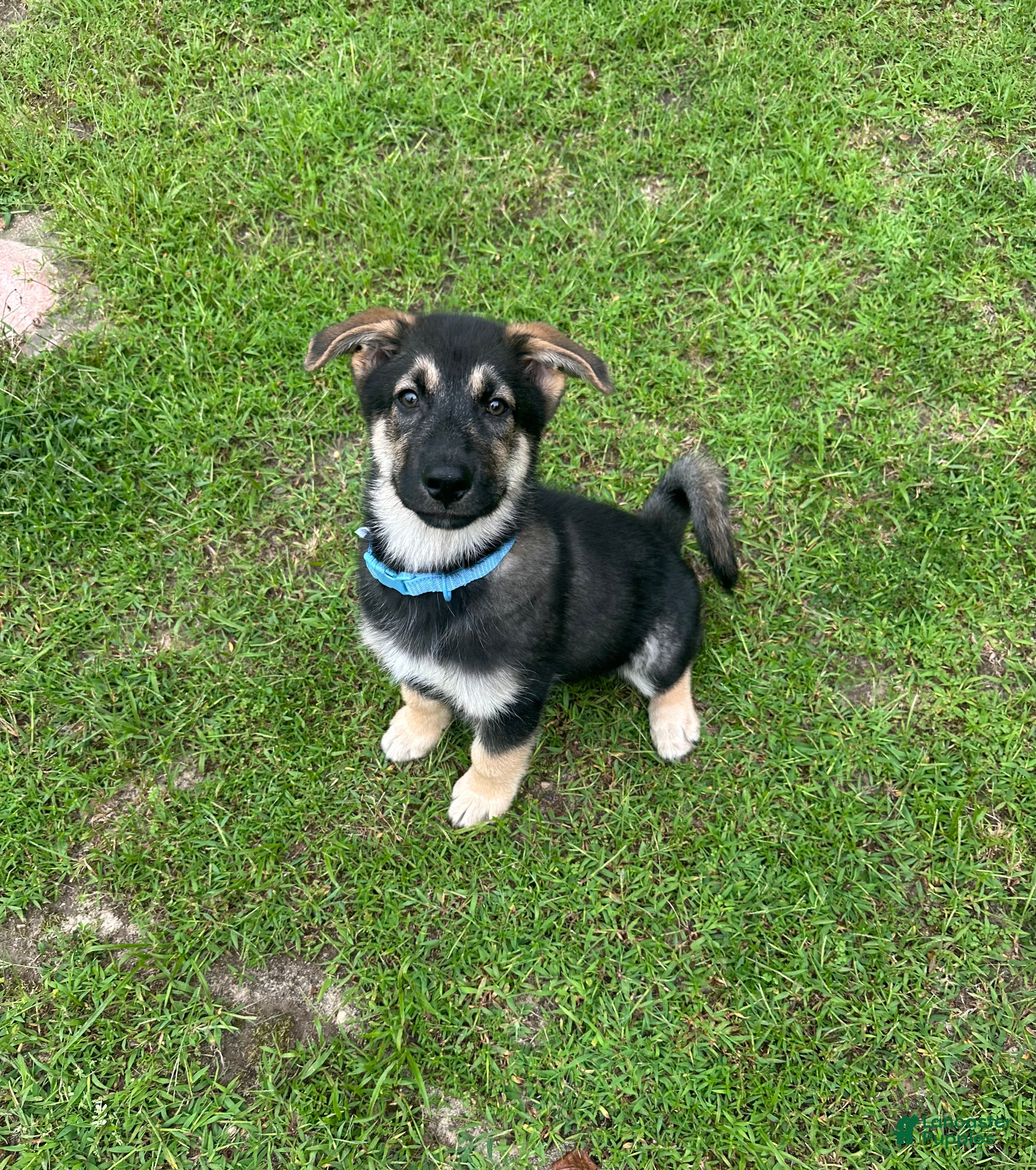 Mixed Breed dogs for sale: Maverick - Ad 1