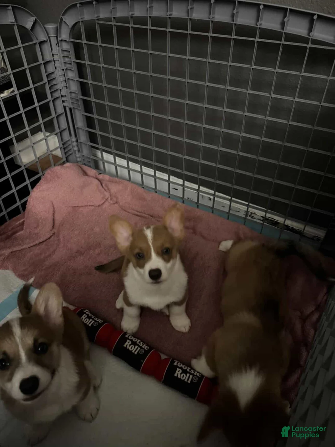 Welsh Corgi Pembroke dogs for sale: Lav - Ad 2