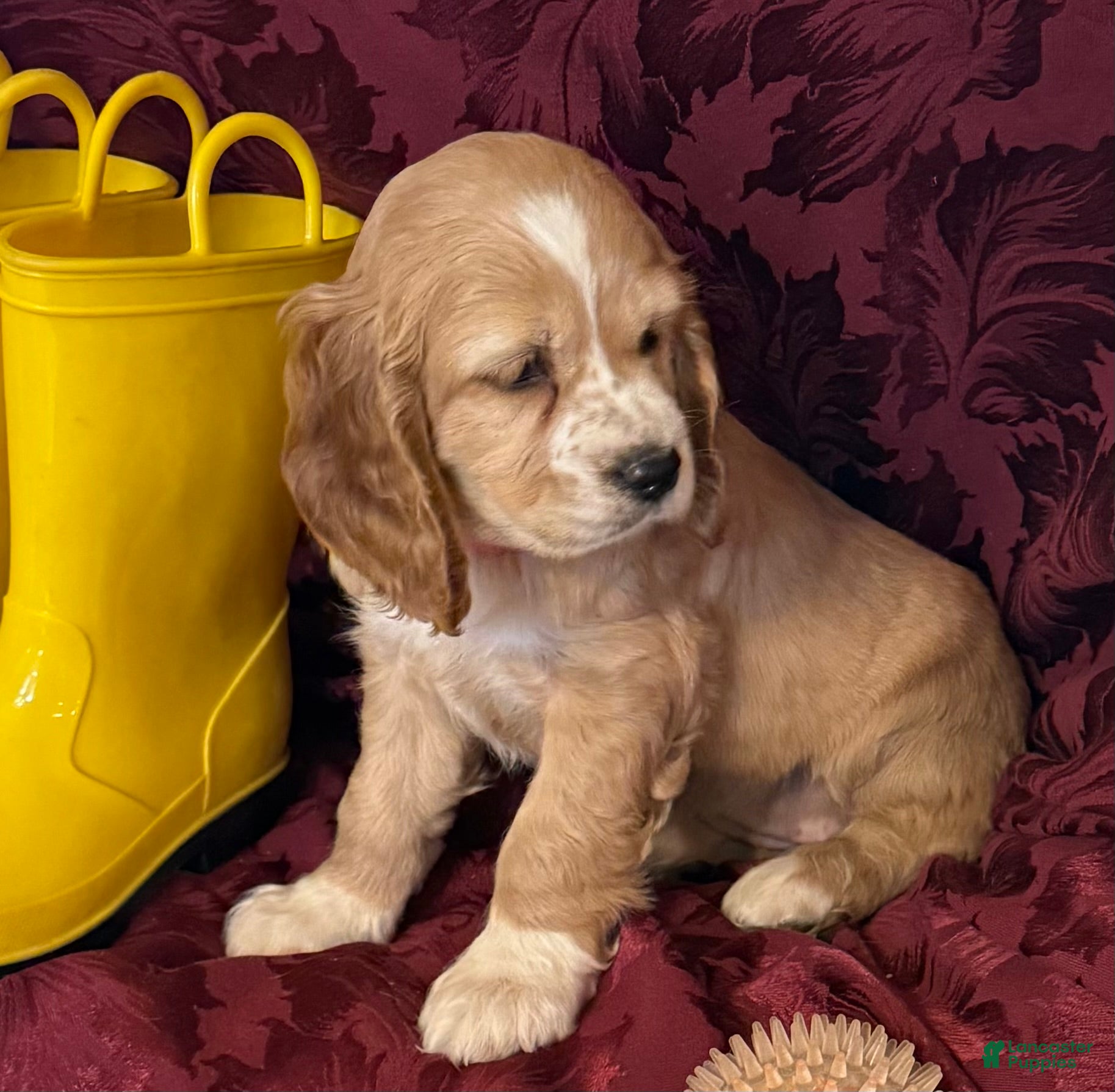 Cocker Spaniel dogs Cocker Spaniel Puppy CARLY - Ad 2