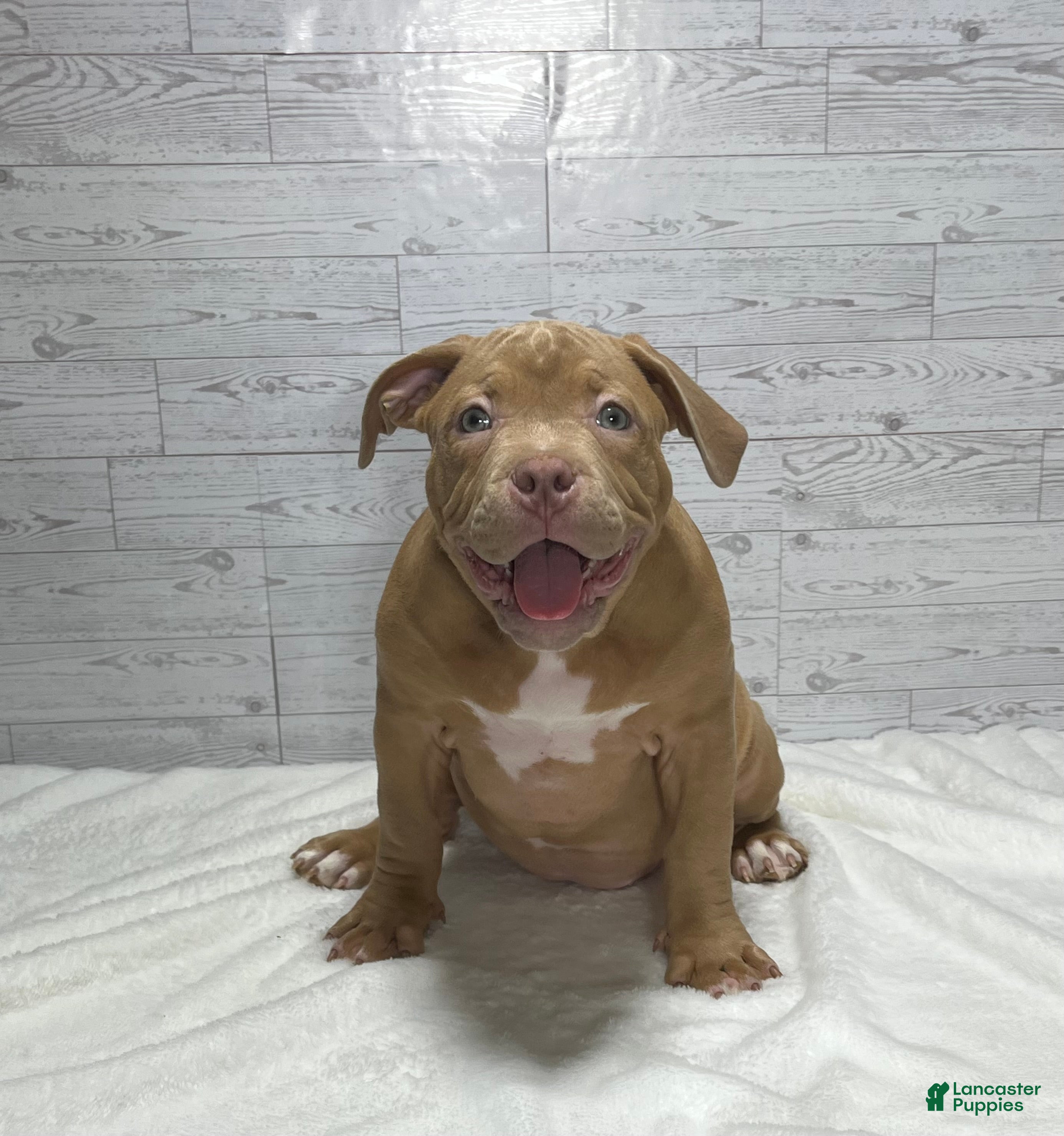 American Bully dogs Nala  - Ad 2