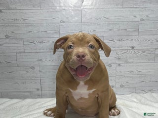 American Bully dogs Nala - Ad 2