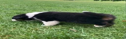 Australian Shepherd dogs for sale: Rocky  - Ad 8