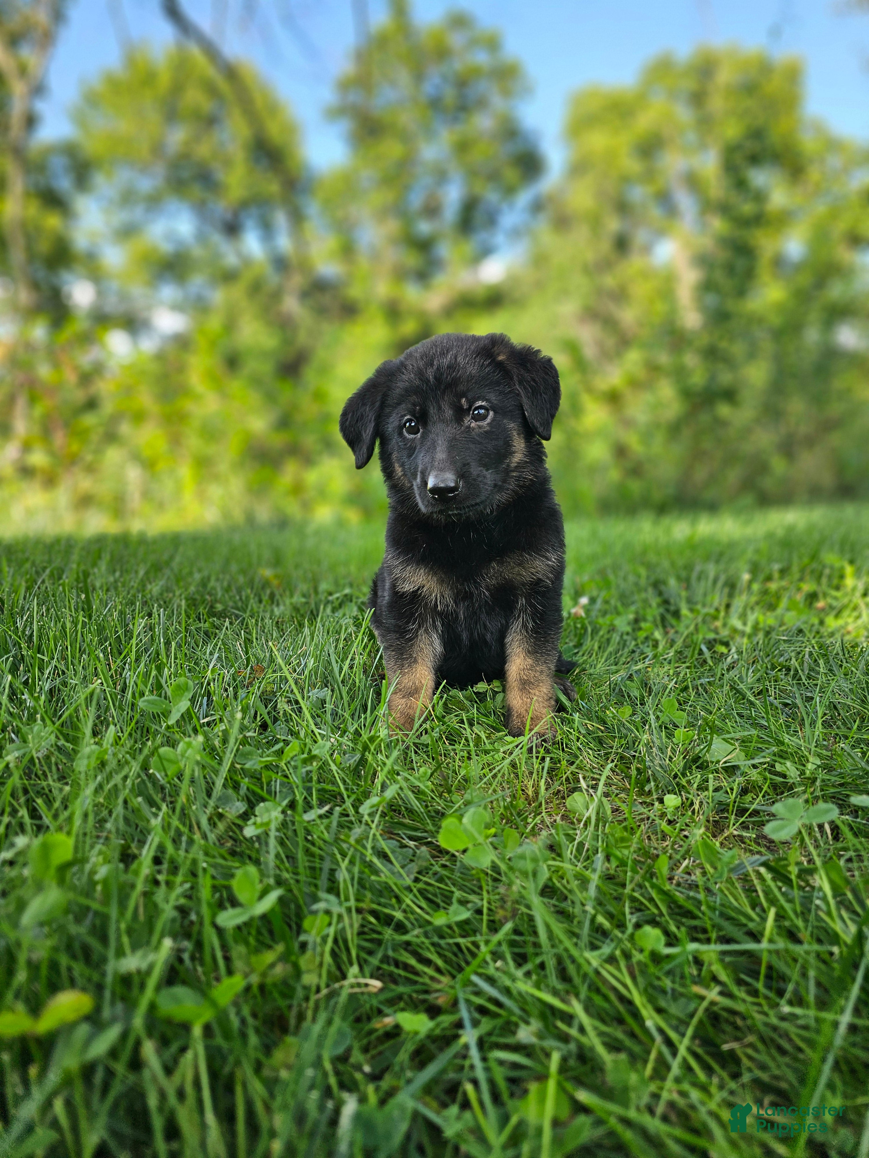 German Shepherd dogs Mindy - Ad 1