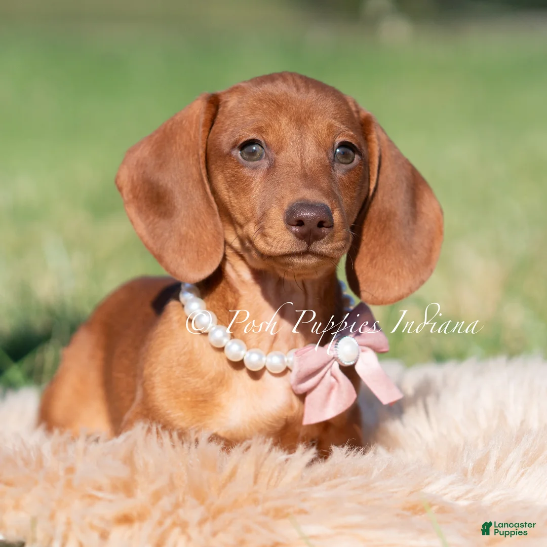 Miniature Dachshund dogs for sale: Moxie AKC - Ad 2