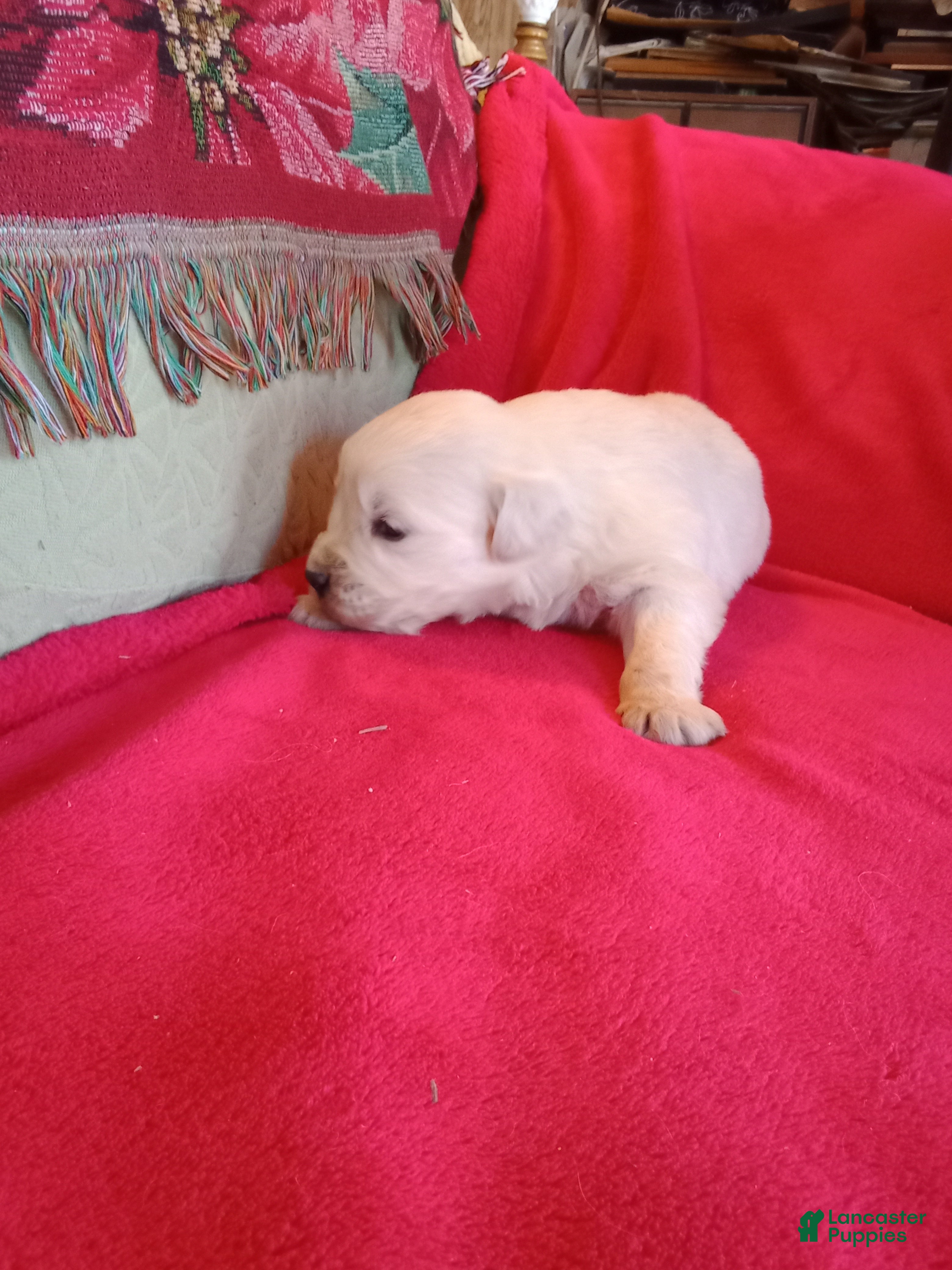 Golden Retriever dogs Nina - Ad 40