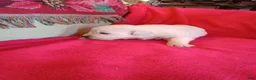 Golden Retriever dogs for sale: Nina - Ad 1