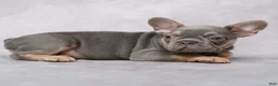 French Bulldog dogs for sale: Matrix - Ad 6