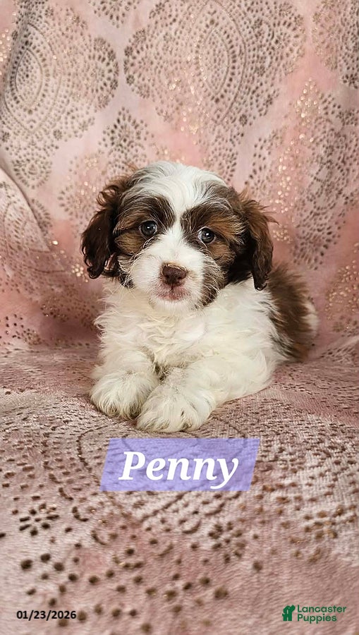 Shihpoo dogs for sale: Penny - Ad 1