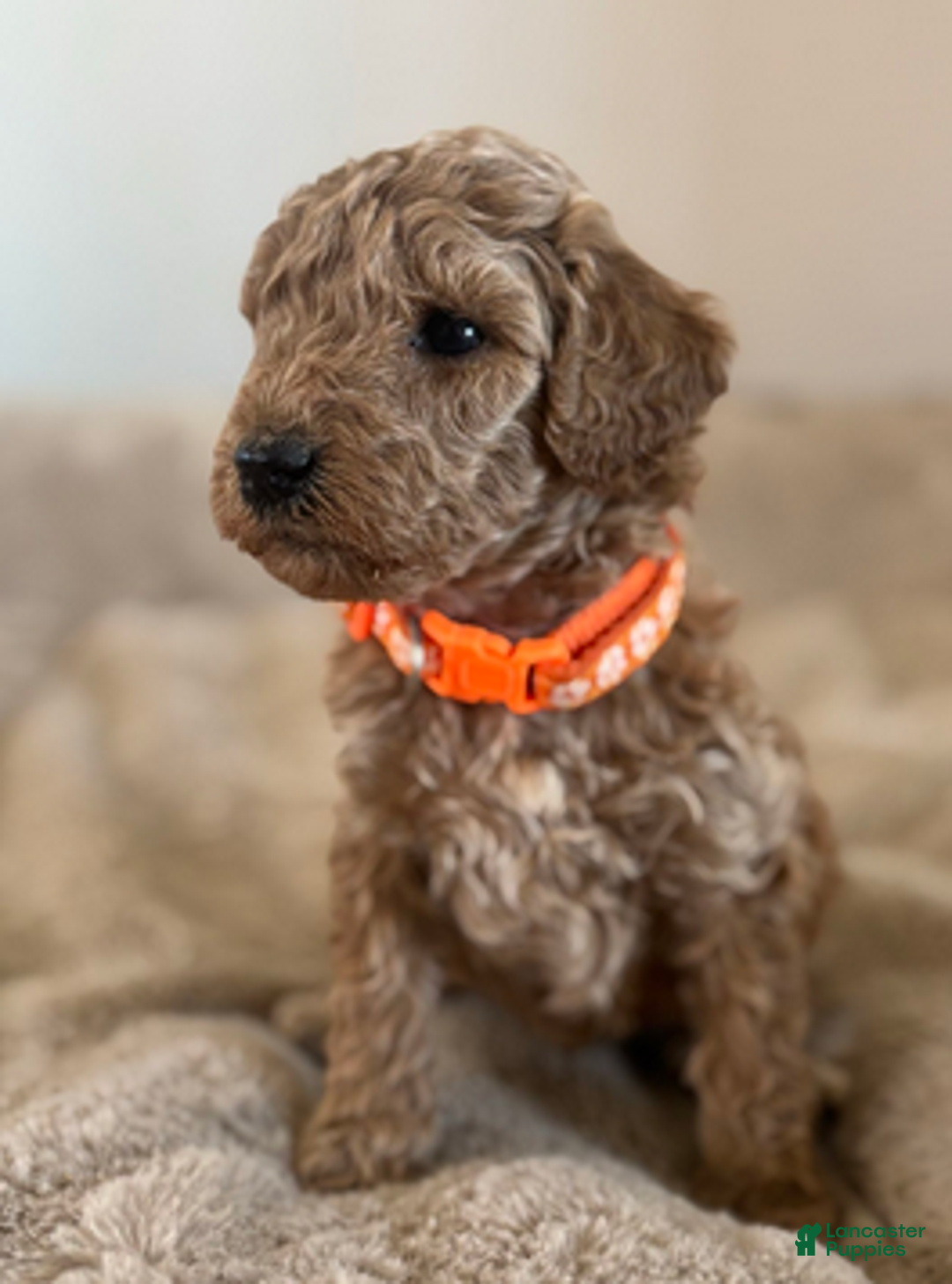 Mini Goldendoodle dogs for sale: Apple - Ad 2