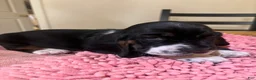 Basset Hound dogs for sale: Basset Hound 3 - Ad 3