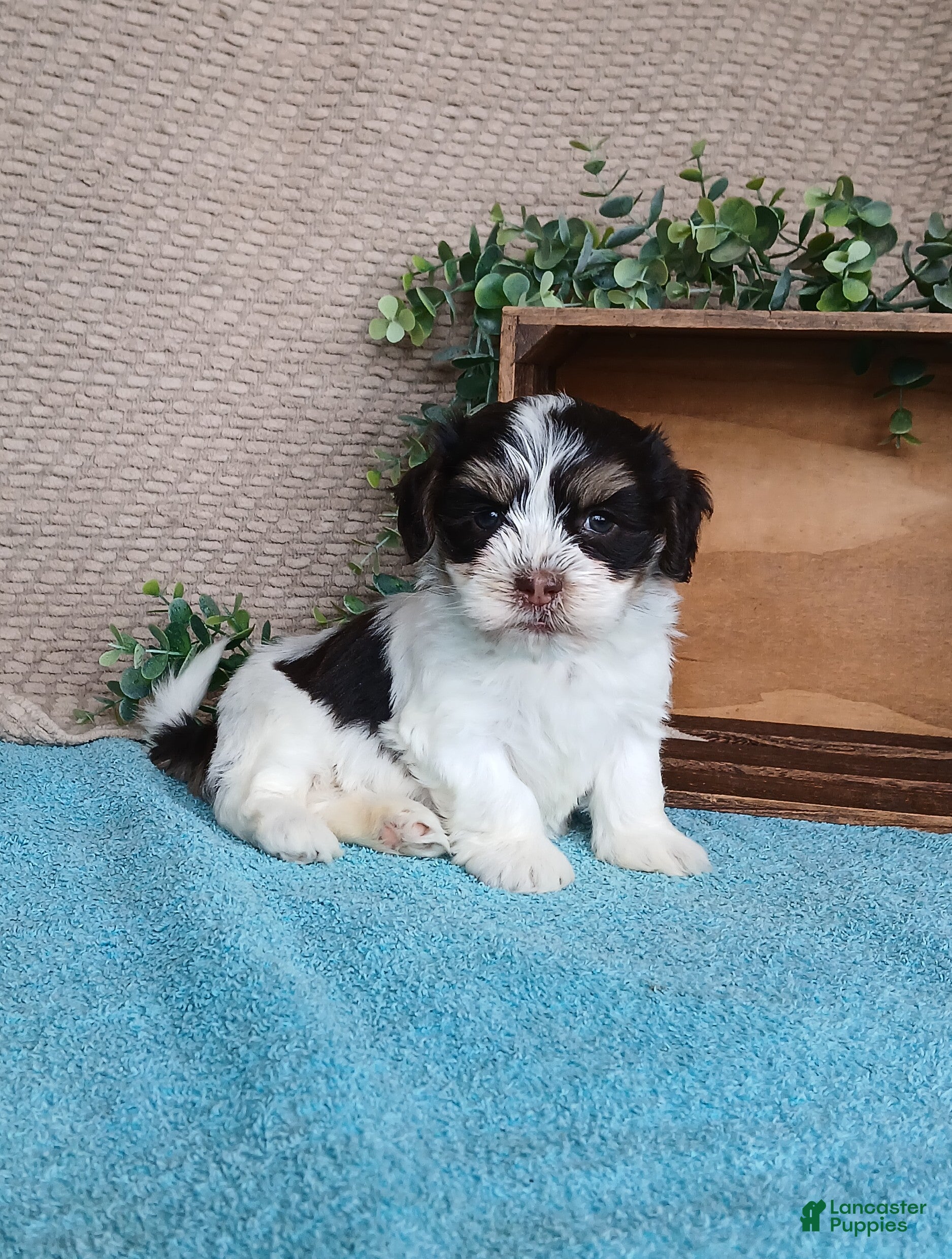 Havanese dogs Faith  - Ad 12