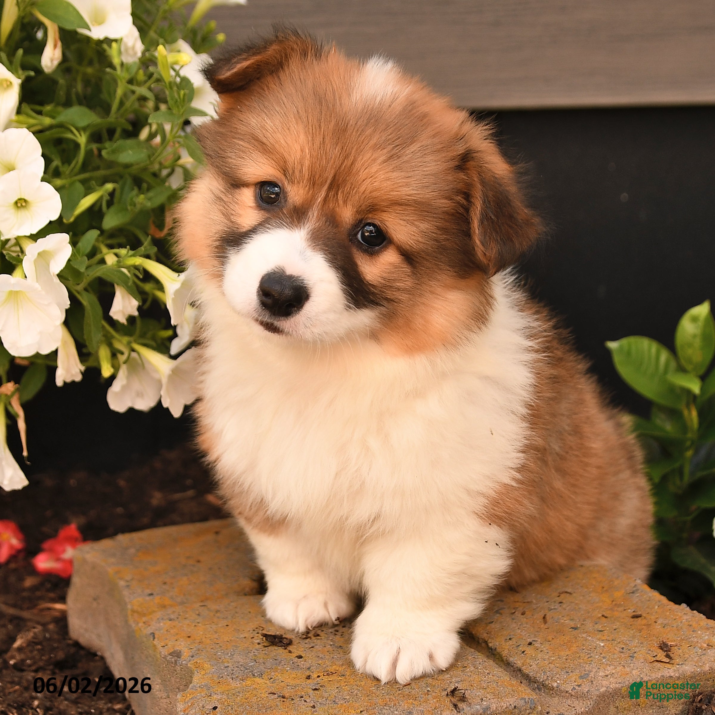 Welsh Corgi Pembroke dogs for sale: Betty   - Ad 4