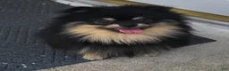 Pomeranian dogs for sale: Barney - Ad 5