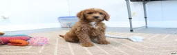 Mini Goldendoodle dogs for sale: Carla - Ad 6