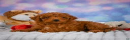 Mini Goldendoodle dogs for sale: Violet - Ad 6