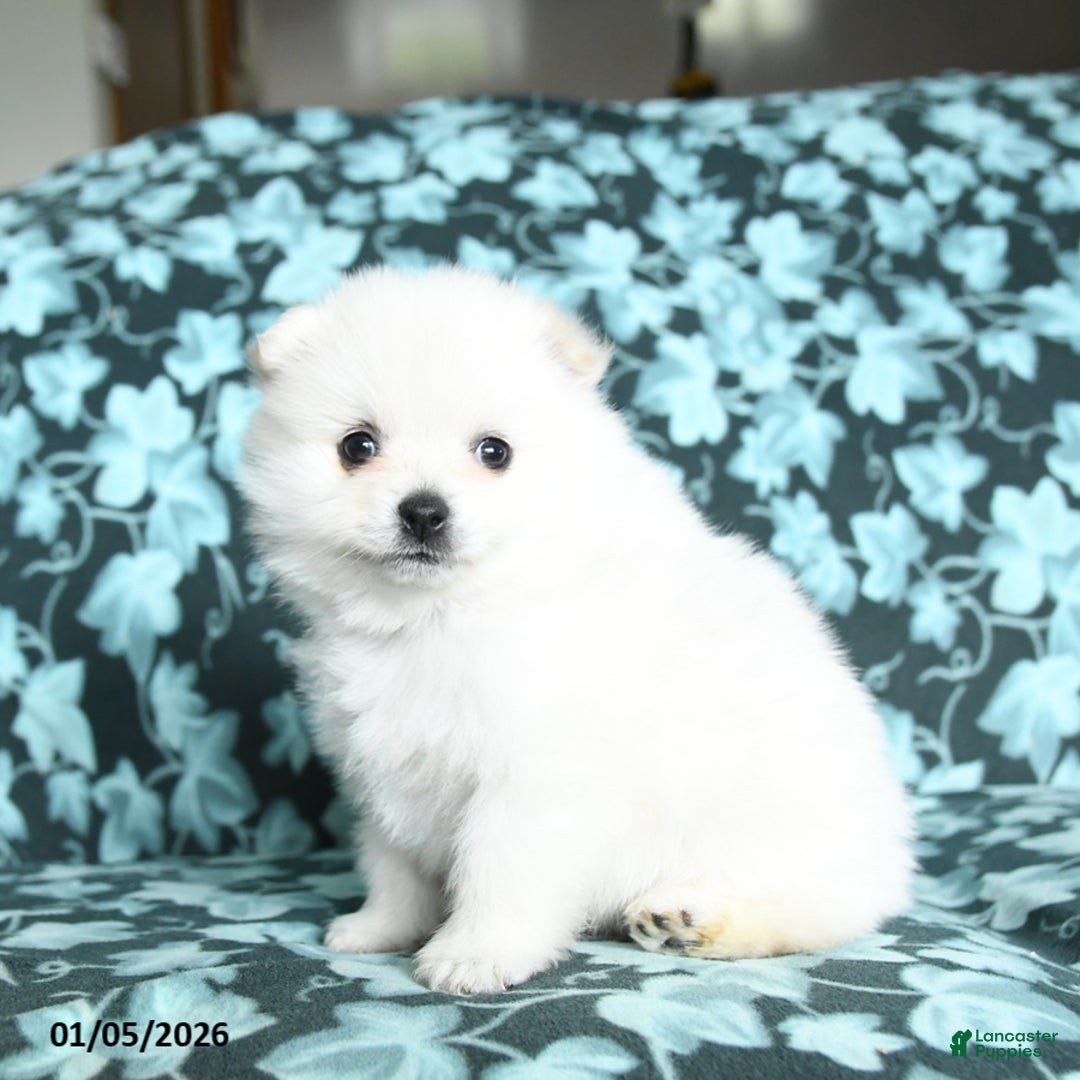 Pomeranian dogs for sale: Twizzlers - Ad 3