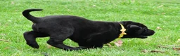 Labrador Retriever dogs for sale: Buster - Ad 14