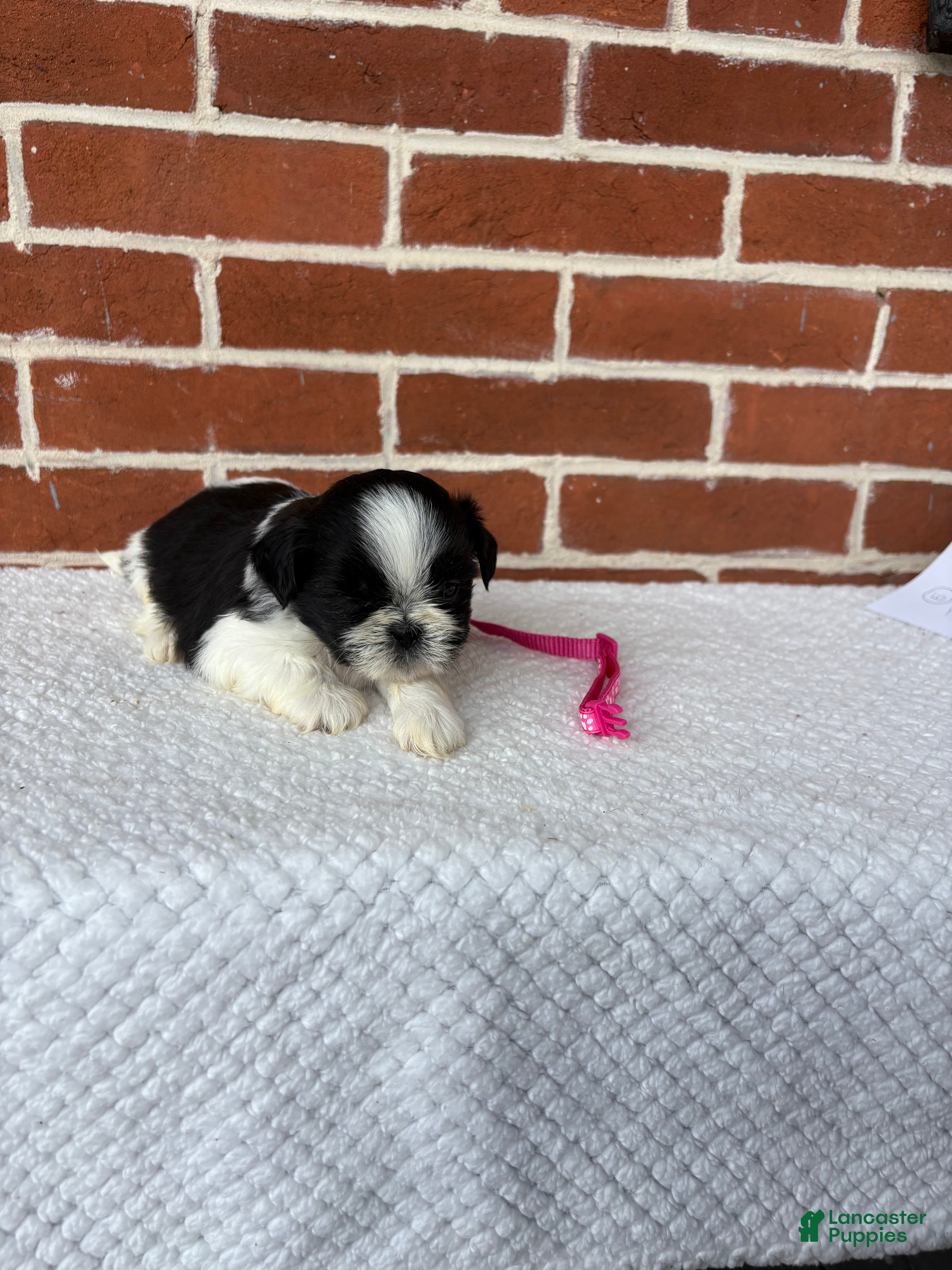 Shih Tzu dogs for sale: Lulu  - Ad 10
