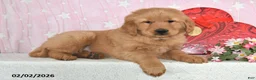 Golden Retriever dogs for sale: Canyon - Ad 5
