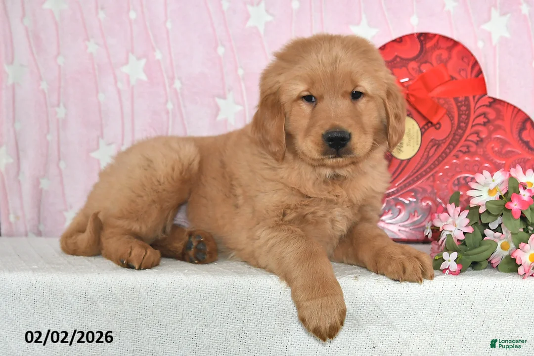 Golden Retriever dogs for sale: Canyon - Ad 5