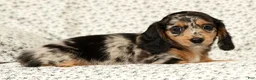 Miniature Dachshund dogs for sale: Jesse - Ad 8
