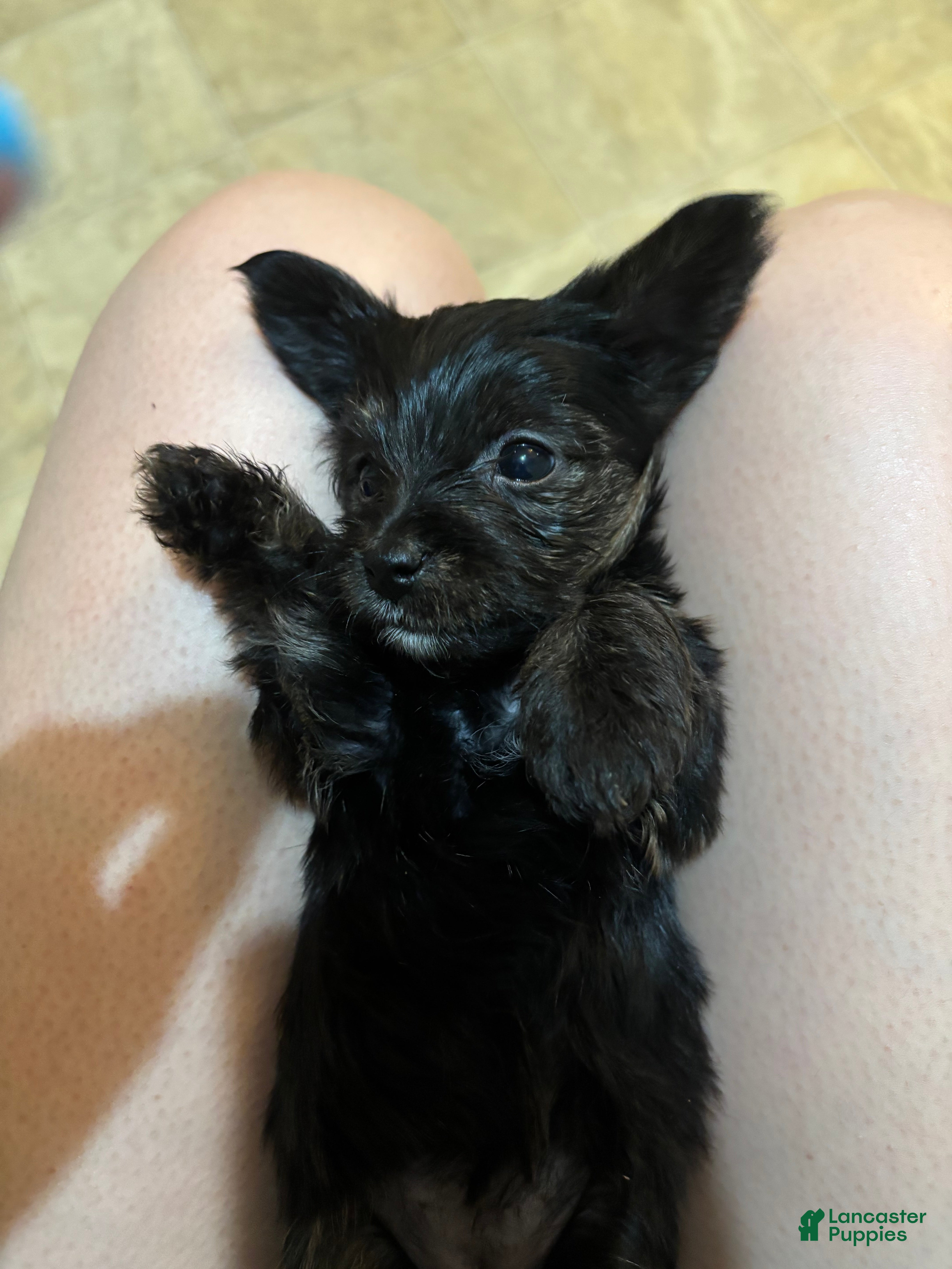 Yorkiepoo dogs Yorkiepoo Puppy 2 - Ad 2