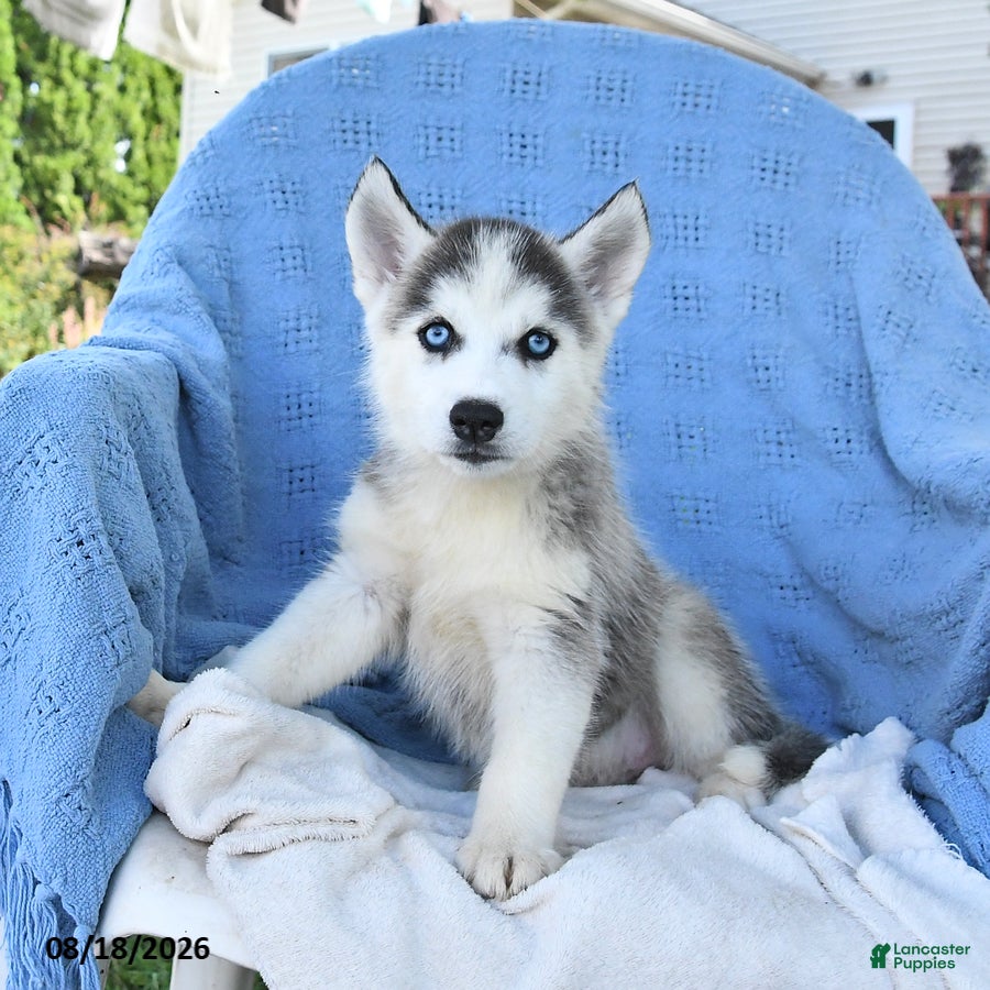 Siberian Husky dogs Natasha - Ad 2