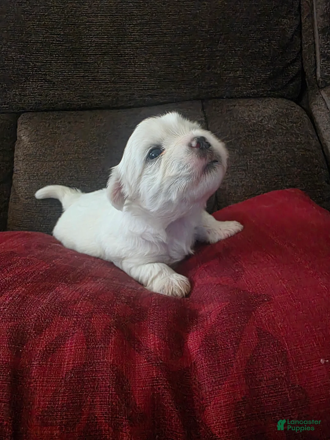 Teddy Bear dogs for sale: Teddy Bear Puppy ( Bear) - Ad 1