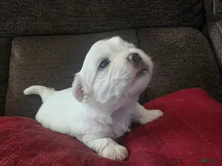 Teddy Bear dogs Teddy Bear Puppy ( Bear) - Ad 28