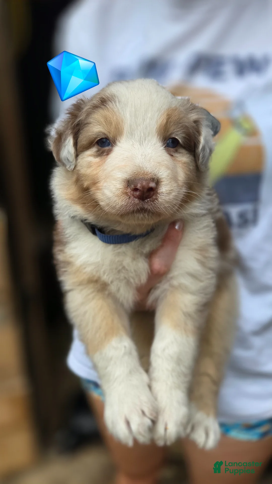 Australian Shepherd dogs for sale: Australian Shepherd Puppy 3 - Ad 1