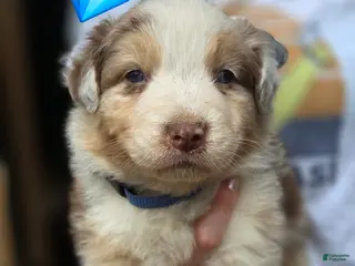 Australian Shepherd dogs Australian Shepherd Puppy 3 - Ad 13