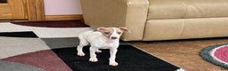 Italian Greyhound dogs for sale: Cindy - Ad 10