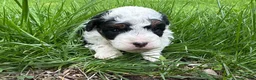 Mini Bernedoodle dogs for sale: Nacho - Ad 2