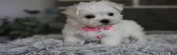 Maltipoo dogs for sale: Angel - Ad 6
